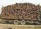 Logging truck, Indonesia