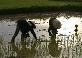 Women transplanting rice, Sangthong, Lao PDR