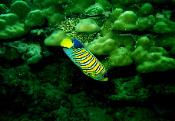 Coral reef fish, Indonesia