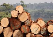 Illegally harvested timber, Cameroon