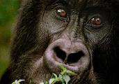 Gorilla, Congo