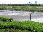 Aceh mangroves