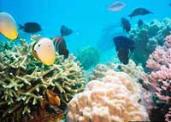 Coral reef in Hon Mun Marine Protected Area, Viet Nam