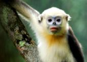 Tonkin snub-nosed monkey in Na Hang Nature Reserve, Viet Nam